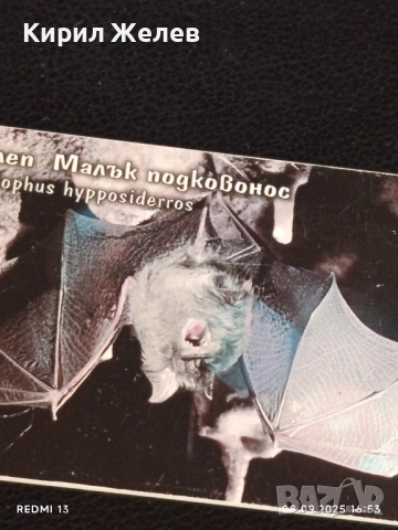 Три фонокарти тема ЖИВОТНИ ТАРАЛЕЖ,РИС,ПРИЛЕП МАЛЪК ПОДКОВОНОС 42406, снимка 10 - Колекции - 51643959