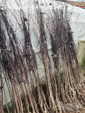 Червенолиста Слива, снимка 2 - Градински цветя и растения - 52057291