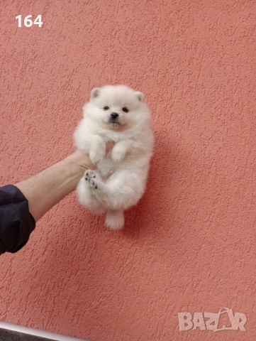 Женски Померани. Снимки от 18.02.26 г. , снимка 4 - Померан - 53520592