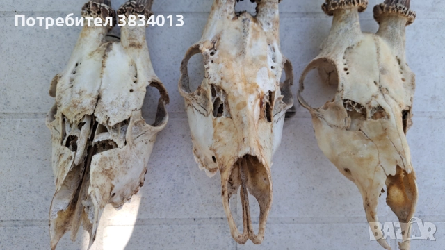 Черепи с рога от сърна 3 бр, снимка 2 - Други ценни предмети - 51643982