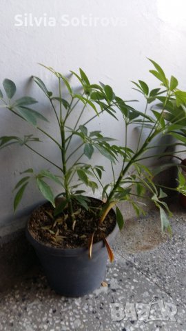 ЦВЕТЯ, снимка 1