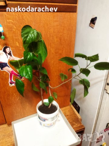 Китайски рози цвят червен празен фуния, снимка 7 - Стайни растения - 34949038