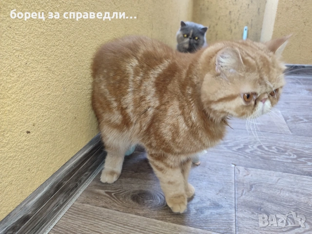 Женски екзотични котки на 6 месеца и на 2,5 години., снимка 10 - Персийска - 53404088