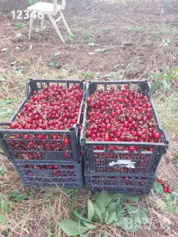 Продава се овощна градина, снимка 13 - Земеделска земя - 52111055