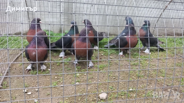 Продавам гълъби Миро може и бартер , снимка 2 - Гълъби - 51092225