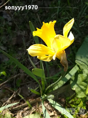 ГРЪМ ОТ НАРЦИСИ 25БР С ЛУКОВИЦИ 1504250637, снимка 6 - Градински цветя и растения - 49899615