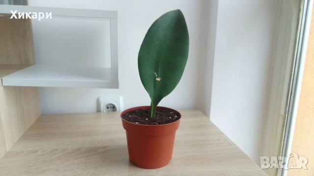 Sansevieria Masoniana - Whale fin ( Сансевиера Китова перка )