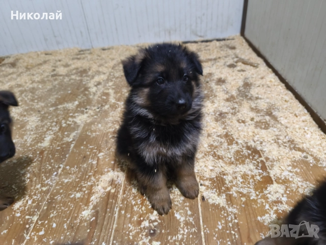 Малки немски овчарки, снимка 5 - Немска овчарка - 51923790