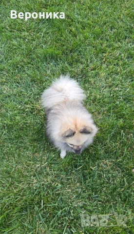 померан момче 1.900кг, снимка 6 - Померан - 52054274