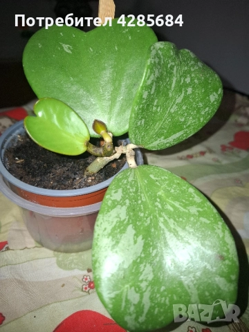 хоя кери сплаш