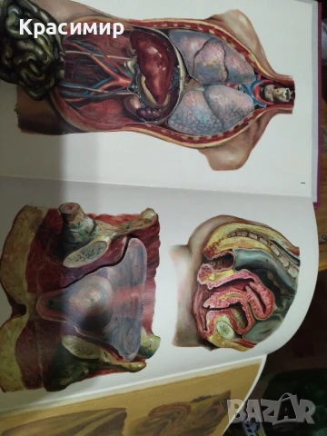 Семеен Лекар .1926 г.д-р мед.Бела Мюлер., снимка 7 - Антикварни и старинни предмети - 51139029