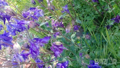 Камбанки, снимка 3 - Градински цветя и растения - 28219755