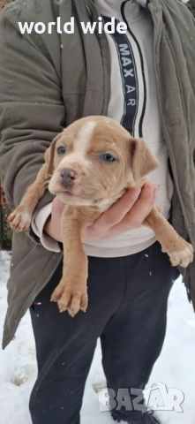 Бебета питбул, снимка 6 - Питбул - 52909896