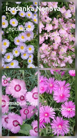 Студоустойчиви цветя 