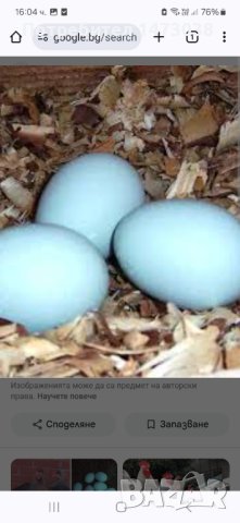 Яйца от Легбар, снимка 3 - други­ - 44015642