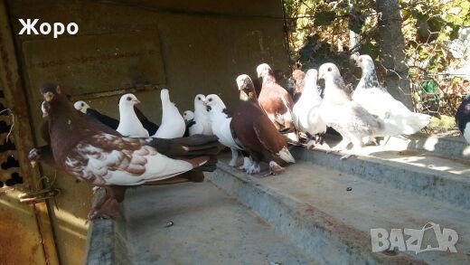 Типлери, снимка 10 - Гълъби - 20334809