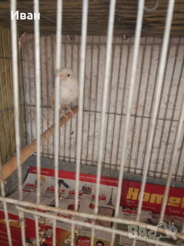 Мъжки канар 