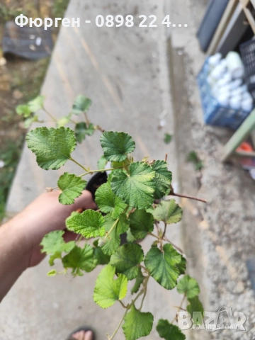 Пълзяща къпина Creeping Bramble, снимка 10 - Разсади - 48346799