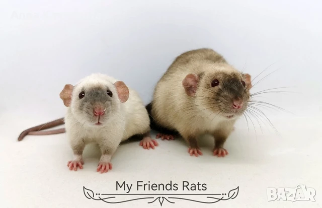 Декоративни плъхчета , снимка 10 - Други - 37326095