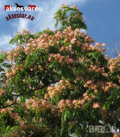 400 висококачествени семена от красиво декоративно копринено спящо медоносно дърво албиция за декора, снимка 10 - Разсади - 37673595