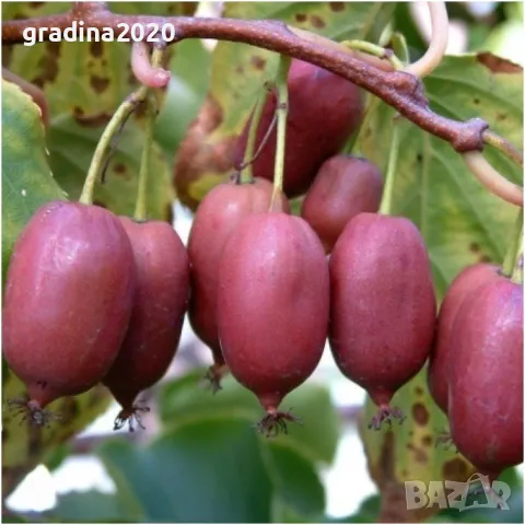 Червено киви - Налични 4 сорта Студоустойчиви, снимка 3 - Разсади - 49381590