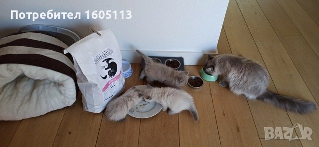 Премиум храна за кучета и котки!, снимка 12 - Други - 33811598