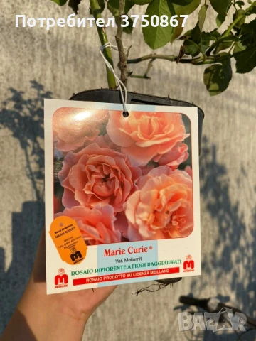 🌹 РОЗА 🌹 MARIE CURIE® Meilomit 🌹 , снимка 9 - Градински цветя и растения - 51162813