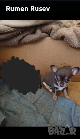 Продавам Чихуахуа женско , снимка 2 - Чихуахуа - 52933508