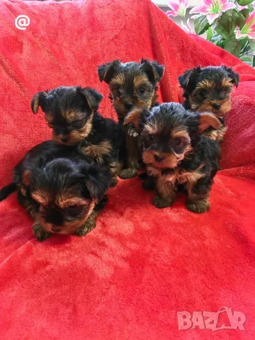 Йорки йоркширски териер Гр. София, снимка 9 - Йоркширски териер - 48058005