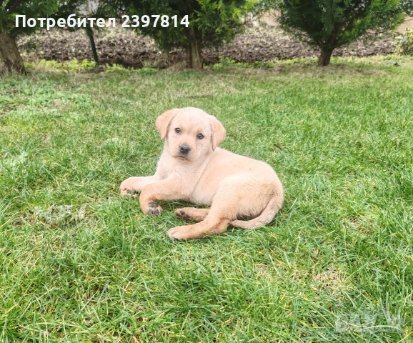 Лабрадор - женско , снимка 11 - Лабрадор ретривър - 53409226