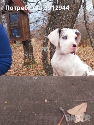 Кученце Немски дог , снимка 4 - Немски дог - 52495858