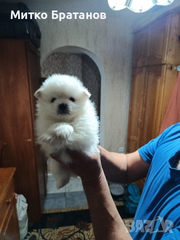 Продавам померани, снимка 4 - Померан - 52792953