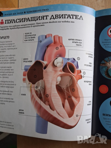 Детска енциклопедия за човешкото тяло, снимка 4 - Детски книжки - 52718503