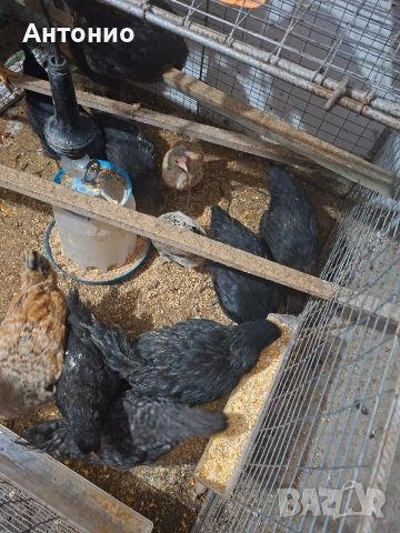 ярки за яйца и месо, снимка 4 - Кокошки и пуйки - 52982105