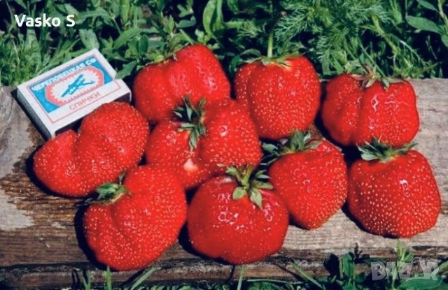 🍓🌱 Разсад ягоди и малини – подбрани сортове  Зимаме поръчки и неделя и събота     🍓 ЯГОДИ: 0.30€ , снимка 6 - Секции и витрини - 53566134