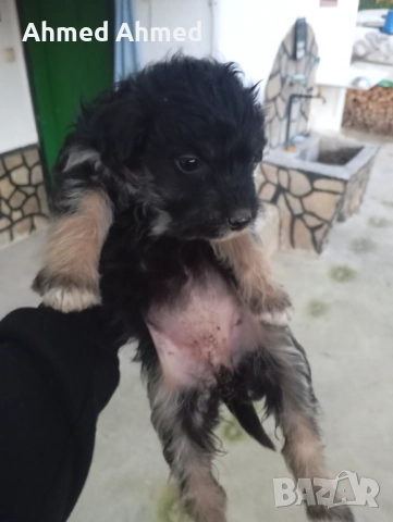 Мелез, снимка 1