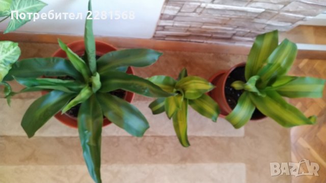 Декоративни палми в Стайни растения в гр. София - ID39633794 | Bazar.bg