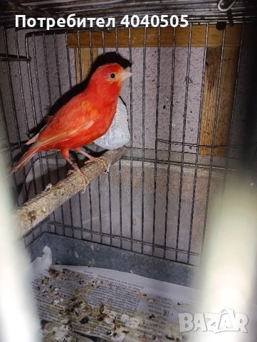 канарчета , снимка 3 - Канари - 52378922