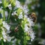 Предлага разсад бял хизоп hyssopus officinalis Albus, снимка 1