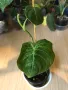 Philodendron Melanochrysum , снимка 1