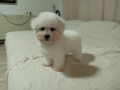 Бишон фризе , снимка 1