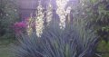 Продавам юка, снимка 1 - Градински цветя и растения - 44063778