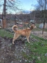 вълкодав , снимка 2