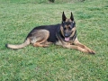 женска немска овчарка , снимка 1