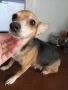 кученца кръстоста мини пинчер/чихуахуа, снимка 13