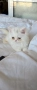 Персийско котенце, снимка 4