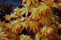 ЯПОНСКИ КЛЕН , ОРАНЖЕВ- ACER PALMATUM ‘ORANGE DREAM’, снимка 5