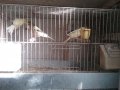 Продавам певчески канари, снимка 3