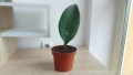 Sansevieria Masoniana - Whale fin ( Сансевиера Китова перка ), снимка 1