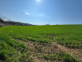 Купувам земя в Могилино, Помен и Баниска, снимка 1 - Земеделска земя - 44857592